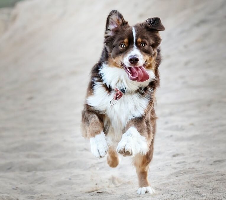 Home Care for the Exercising Dog