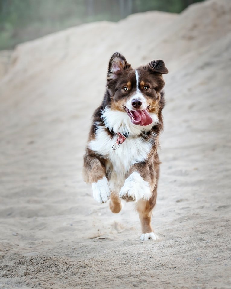 Home Care for the Exercising Dog