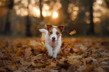 Muscle Imbalance in Dogs