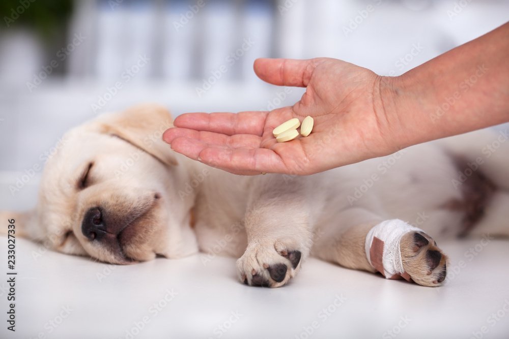 Eight Signs of Dog Illness