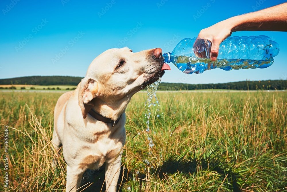 How Can You Tell Your Dog is Dehydrated?