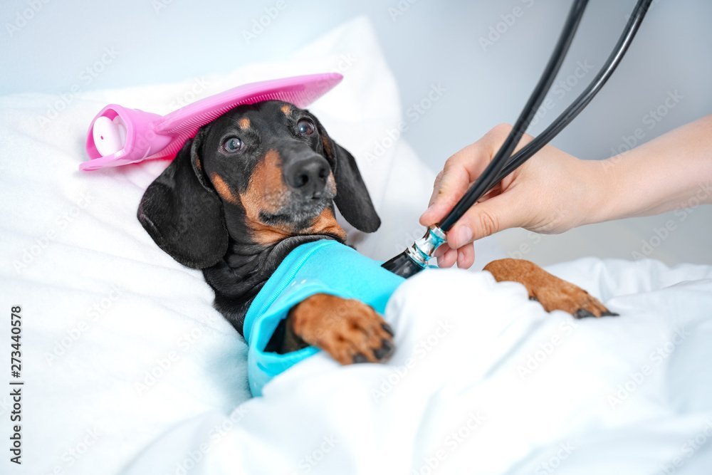 Contra-indications to Massaging Your Dog
