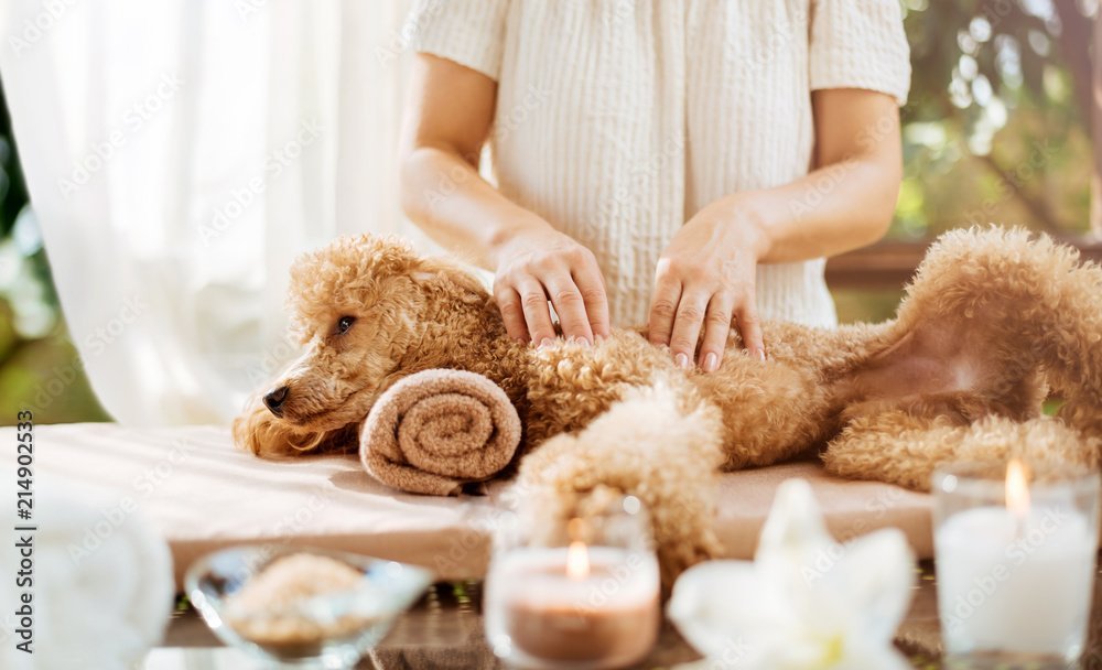 Canine Massage Simplified