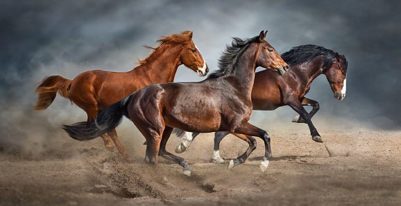 General Benefits of Equine Massage