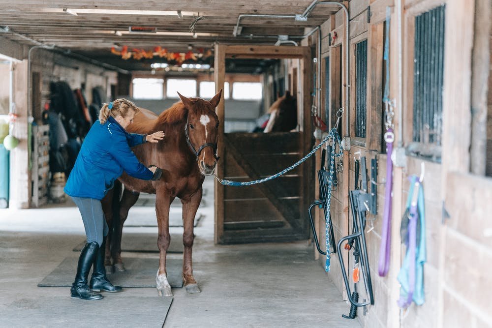 Equine Massage Simplified