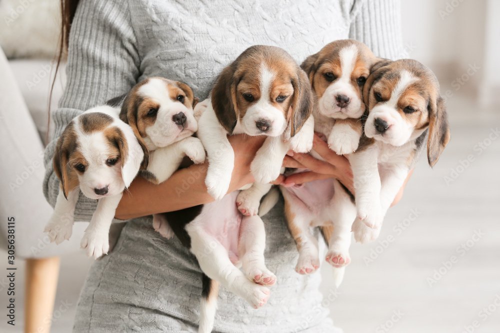 Bringing a Puppy Home