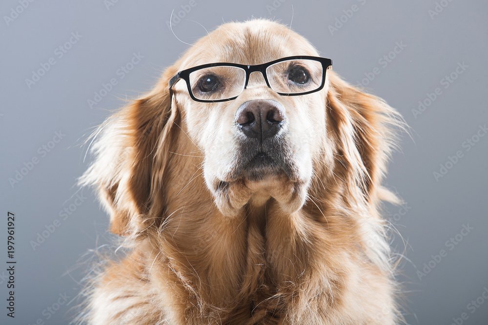 Massage and the Arthritic Dog