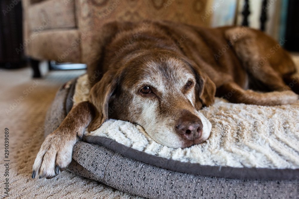 Aging Dogs – Five Signs