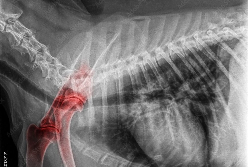 Arthritis in Dogs – Five Steps to Prevention