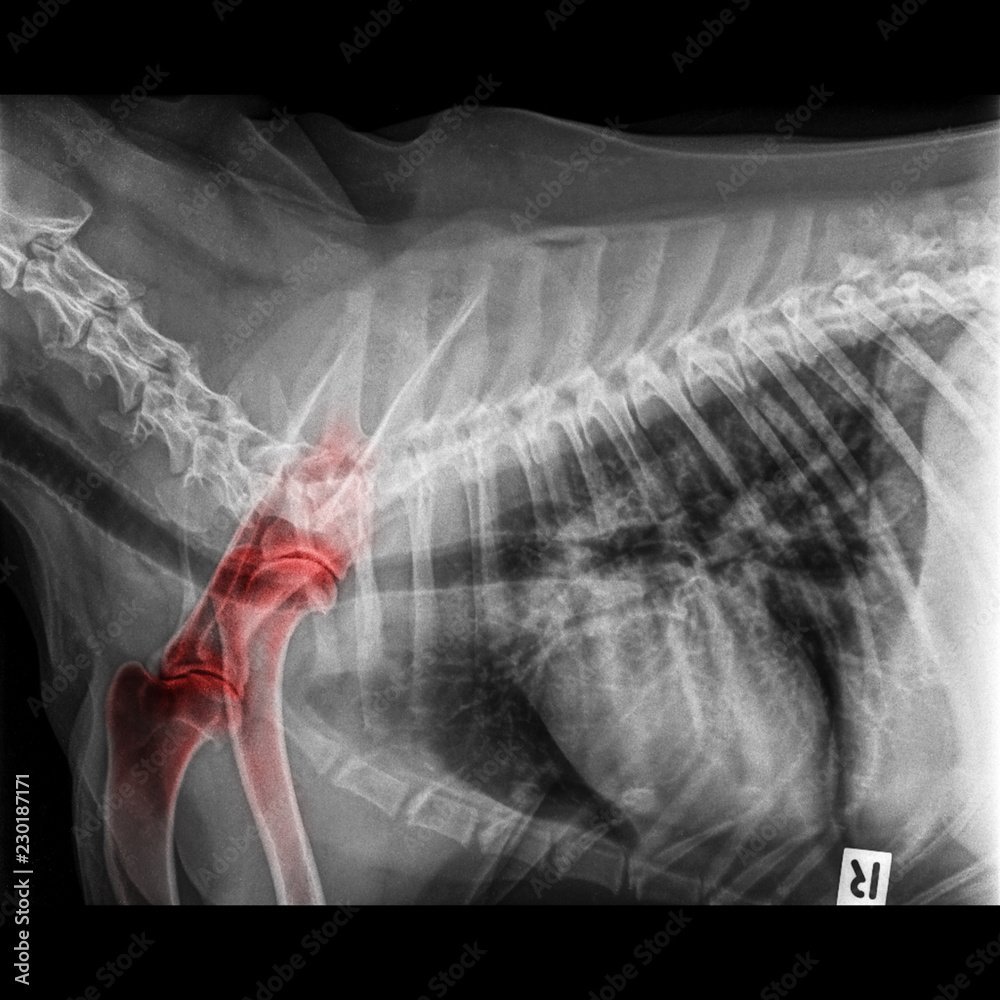 Arthritis in Dogs – Five Steps to Prevention