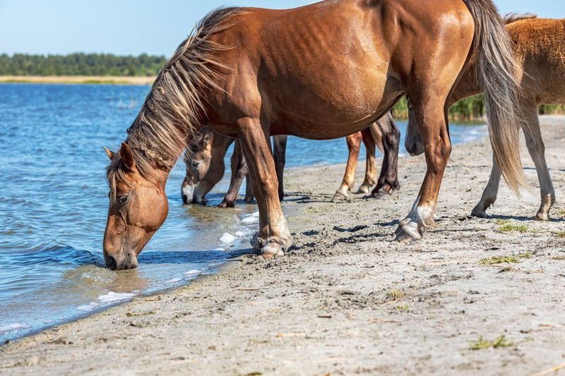 How Can You Tell Your Horse is Dehydrated?