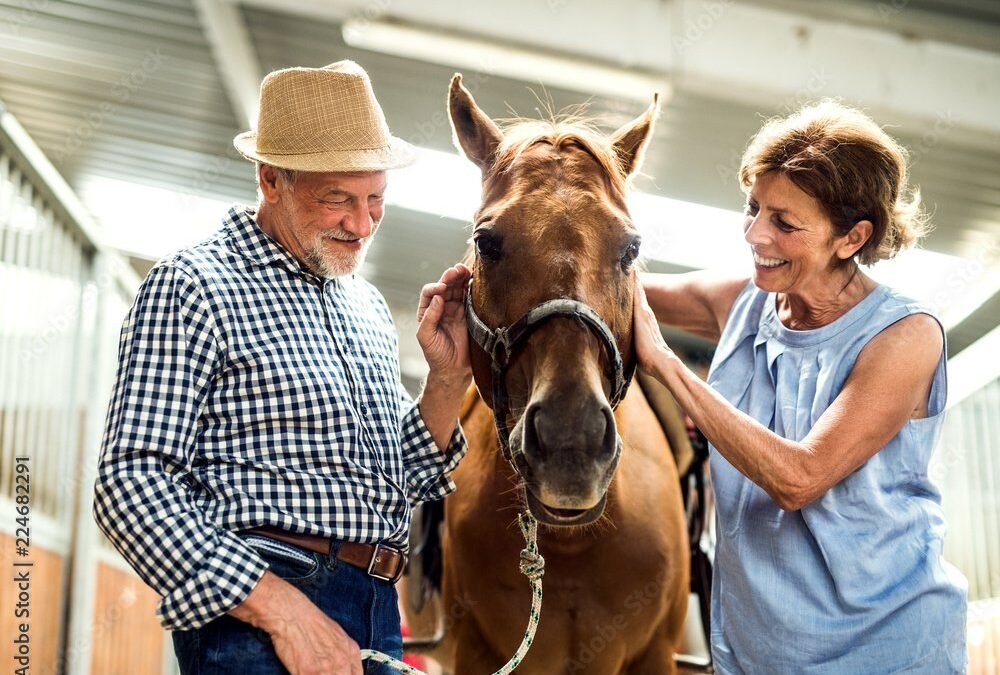 The Arthritic Horse