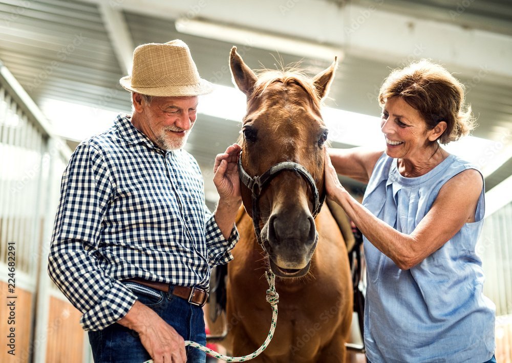 The Arthritic Horse