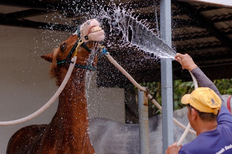 Cool-downs with Equine Massage