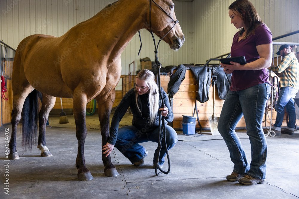 Muscle Imbalance in the Horse