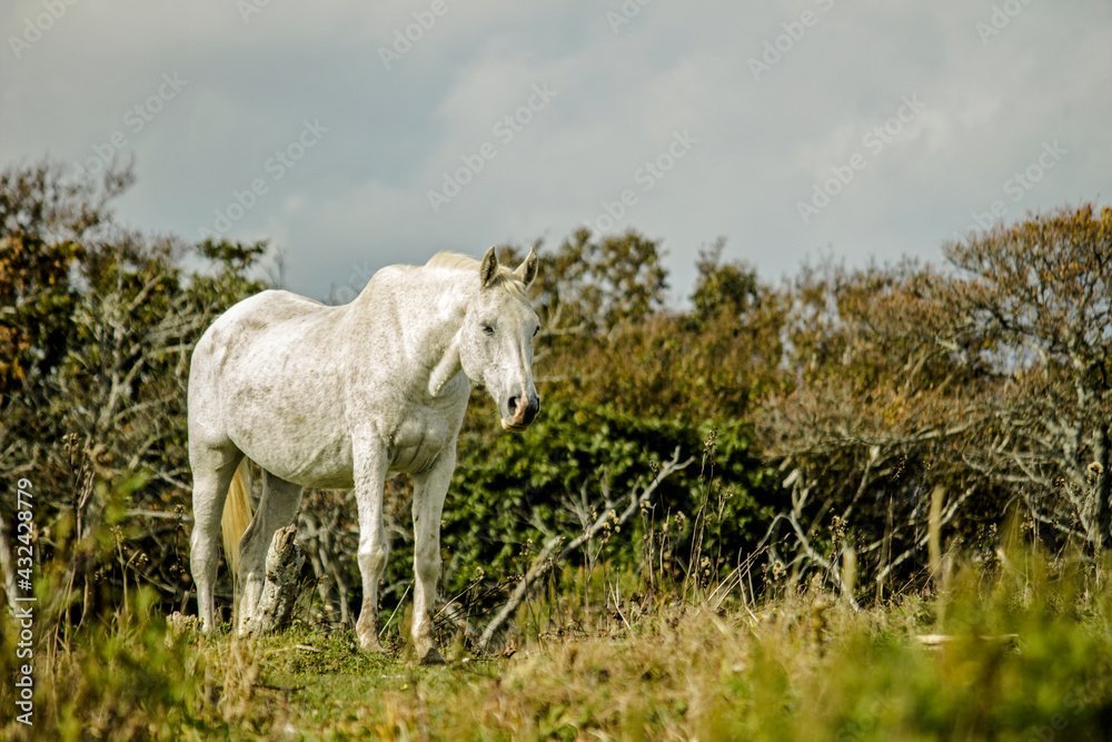 Aging Horse – Five Signs