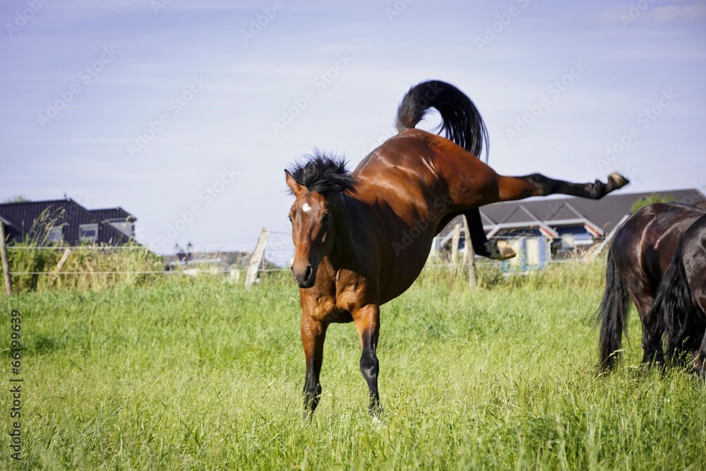 Contra-indications to Massaging Your Horse