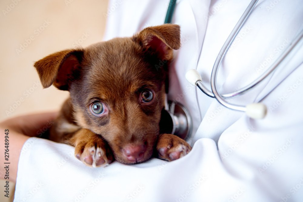 Lyme Disease in Dogs