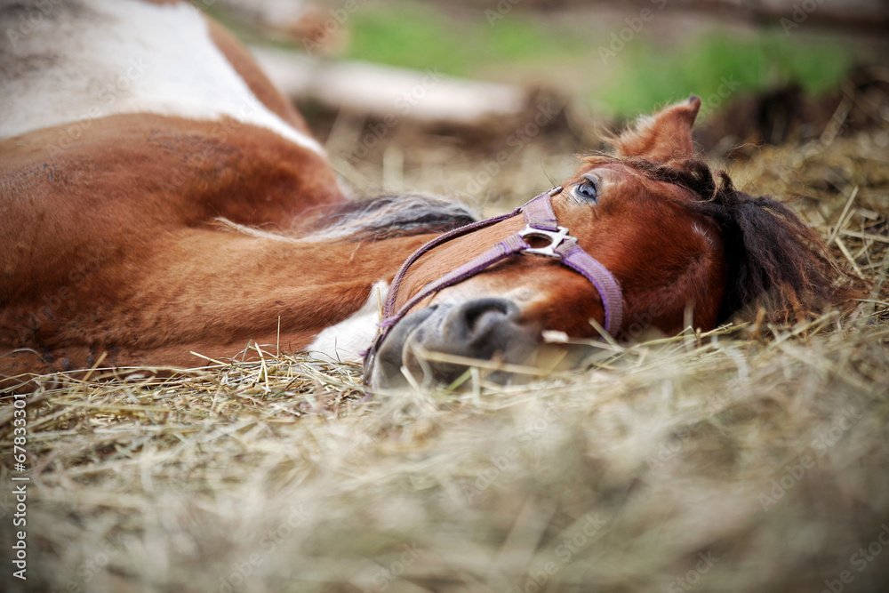 Eight Signs of Horse Illness