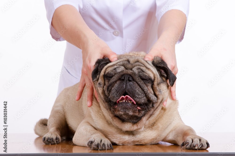 General Benefits of Canine Massage