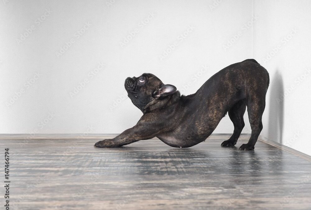 Stretching Your Dog