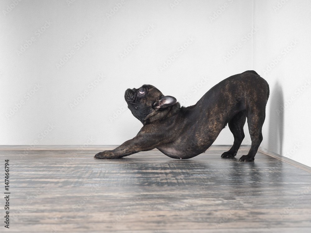 Stretching Your Dog