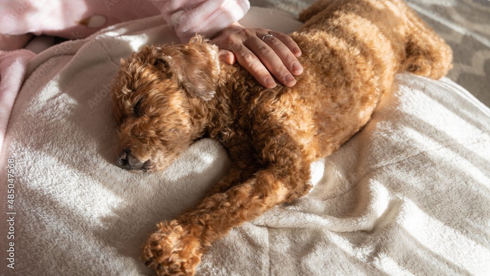 Senior Dogs and Massage