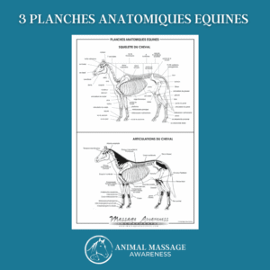 3 Planches Anatomiques Équines