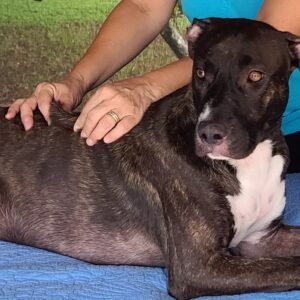 Advanced Canine Massage Awareness - Module 2