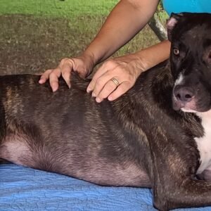 Massage Canin Module 2 -Mouvements de Massage Avancés