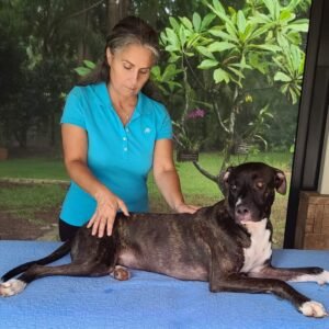 Canine Sport Massage Techniques - Module 3