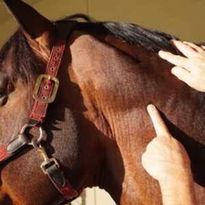 Equine Massage Module 5 - The 40 Stress Points Detailed Outline