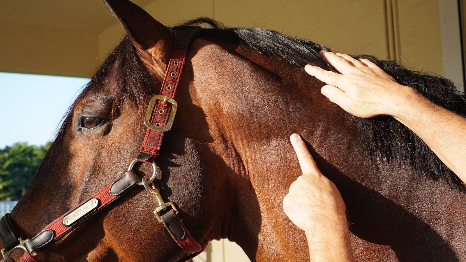 Equine Massage Module 5 - The 40 Stress Points Detailed Outline