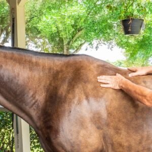 Introduction to Equine Massage - Module 1