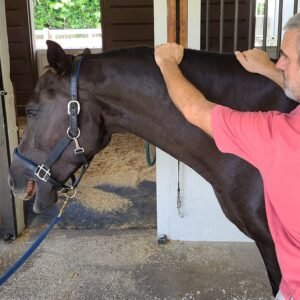 Advanced Equine Massage Awareness - Module 2