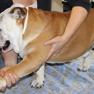 Introduction To Canine Massage - Module 1