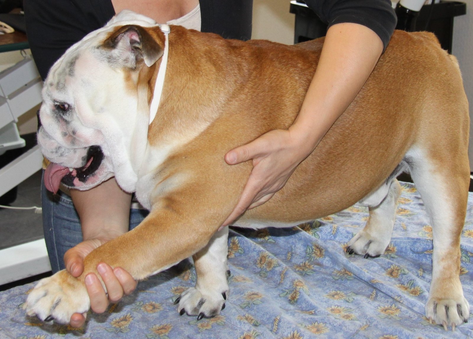 Canine Massage - Modules 1,2&3