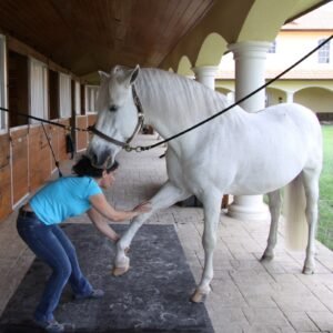 Introduction au Massage Equin - Module 1