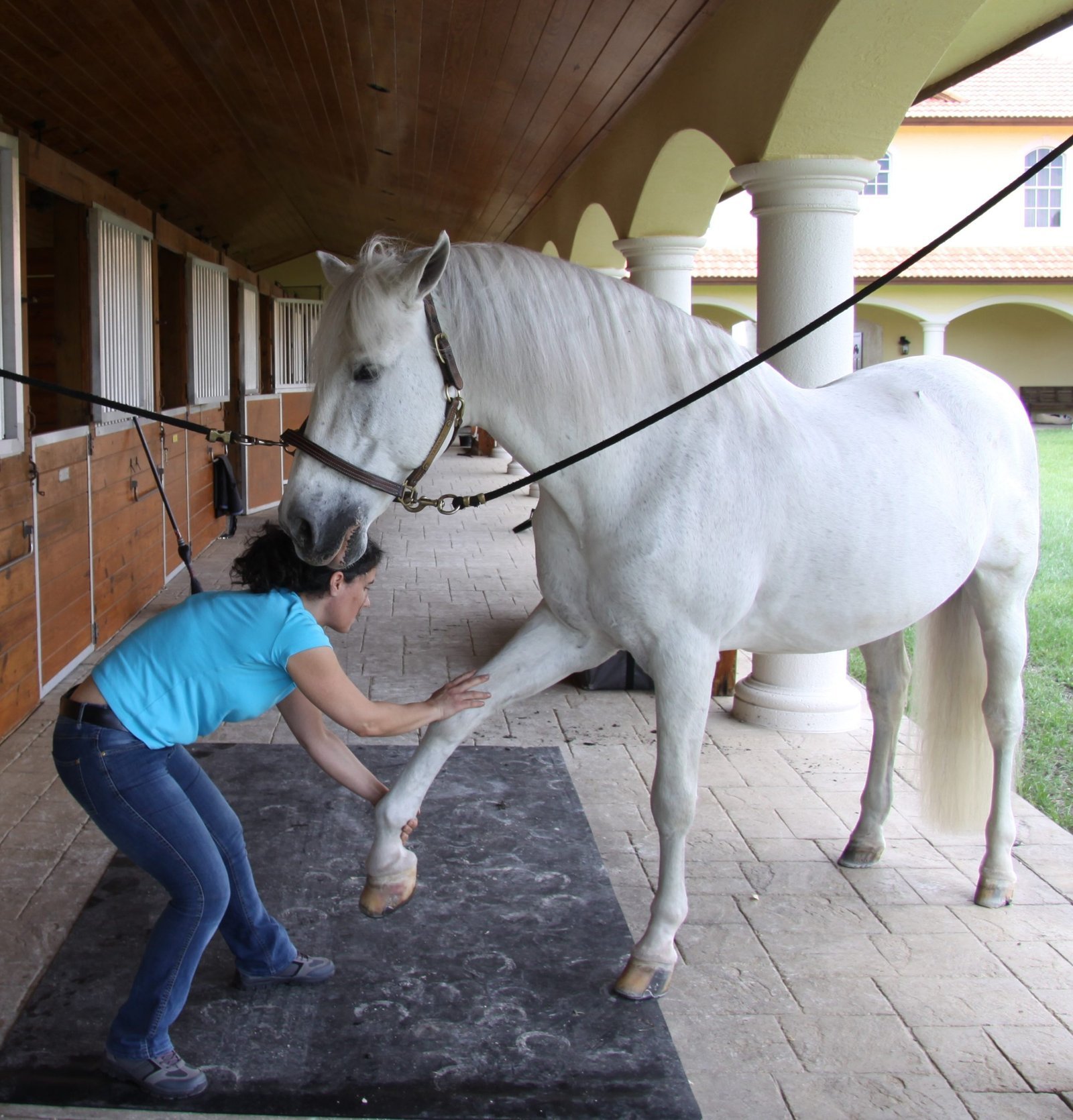 Introduction au Massage Equin - Module 1