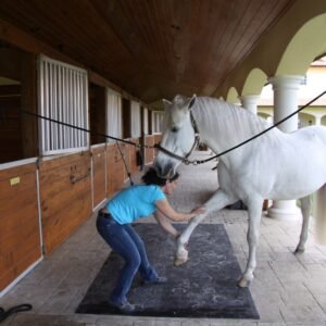 Equine Massage - Modules 1,2&3
