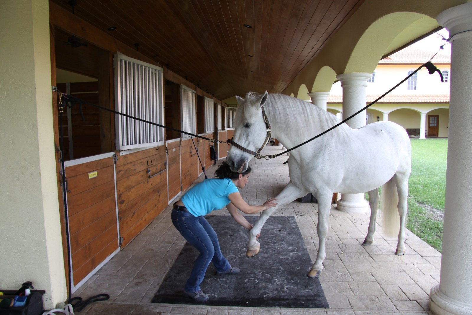 Equine Massage - Modules 1,2&3