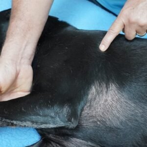 Canine Massage Module 5 - The 40 Stress Points Detailed Outline