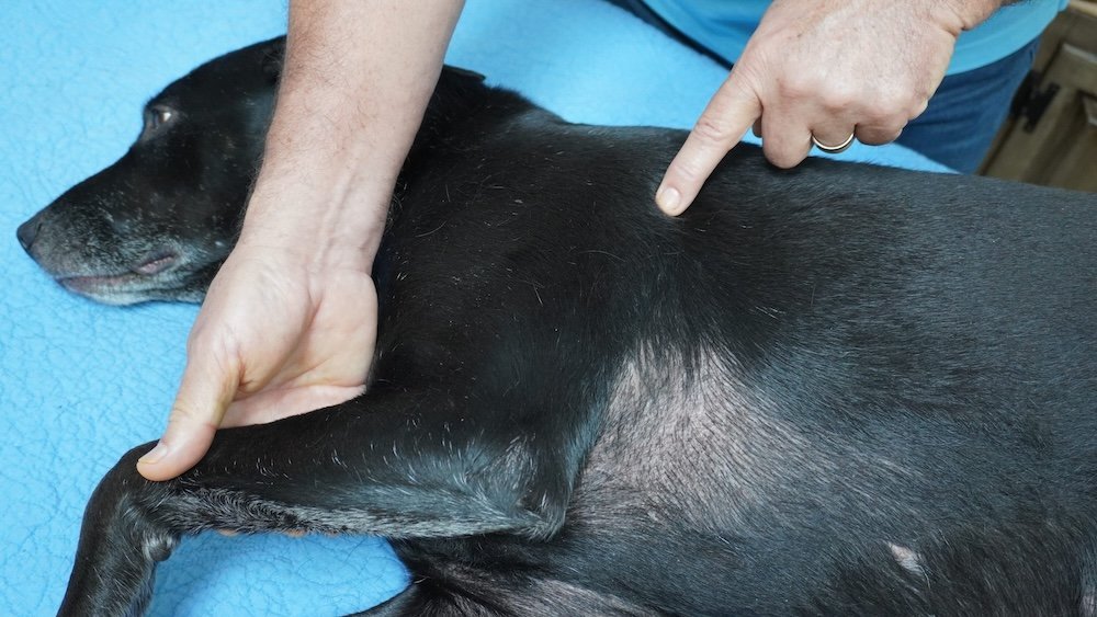 Canine Massage Module 5 - The 40 Stress Points Detailed Outline