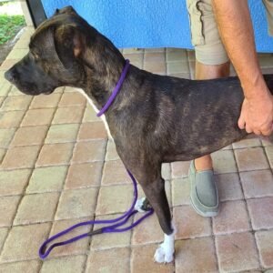 Advanced Canine Massage Routines - Module 4