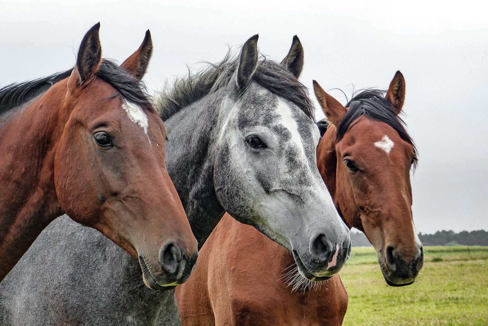 Gift a Canine or Equine Massage Course Package