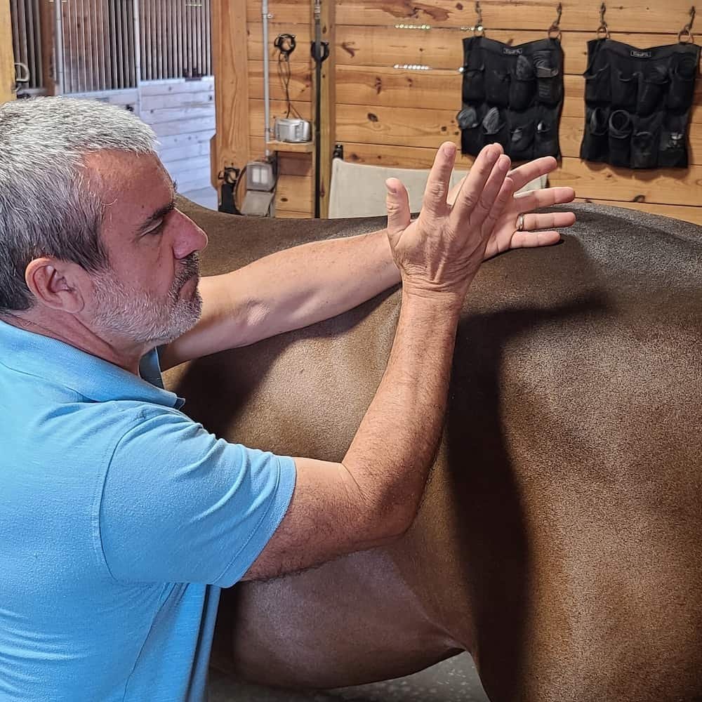 Advanced Equine Massage Routines - Module 4