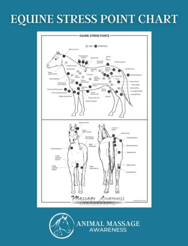 Equine Stress Point Chart Equine Stress Point Chart