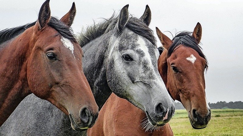 Equine Massage Bundle – Modules 1–3 Equine Massage Bundle – Modules 1–3