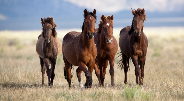 Equine Massage Bundle – Modules 4–5 Equine Massage Bundle – Modules 4–5